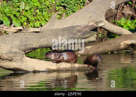 Paar Otter, die sich im Sonnenlicht auf einem Baumstamm sonnen. River Wear, County Durham, England, Großbritannien. Stockfoto