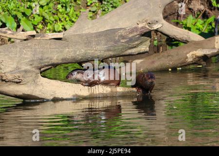 Paar Otter, die sich im Sonnenlicht auf einem Baumstamm sonnen. River Wear, County Durham, England, Großbritannien. Stockfoto