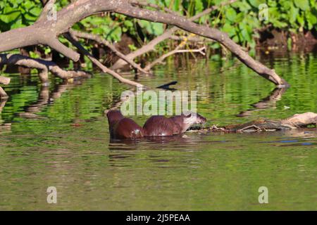 Otter füttern an einem sonnigen Tag in flachem Wasser. River Wear, County Durham, England, Großbritannien. Stockfoto