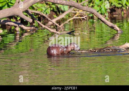 Otter füttert an einem sonnigen Tag im seichten Wasser. River Wear, County Durham, England, Großbritannien. Stockfoto