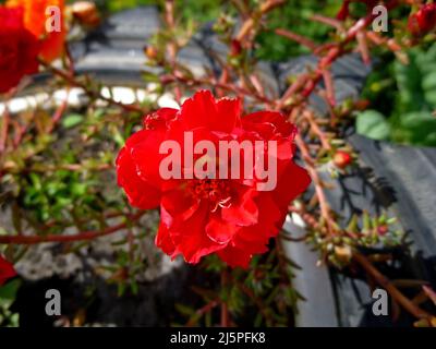 An einem sonnigen Sommertag blühen purslane, rot-weiße Blüten im Garten. Portulaca oleracea, gewöhnliches Purslane, kleines Schwalbenkraut, Pursley Stockfoto