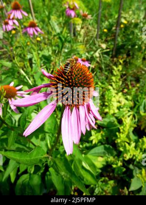 Echinacea Purpurea Maxima in einem Garten. Die Biene sitzt auf einer Blume. Blumen, blüht beginnt, Sommertag im Garten in Sibirien Russland Stockfoto