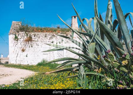Weißer alter Bauernhof, Finca oder Ferienhaus auf dem Land in Apulien, Italien, Europa, umgeben von Natur mit Agave Stockfoto