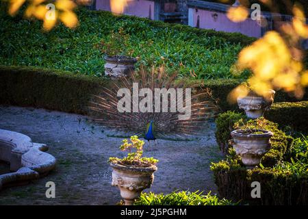 Lissabon, Portugal, Palácio das Necessidades, Pfau im Garten, Abendlicht Stockfoto