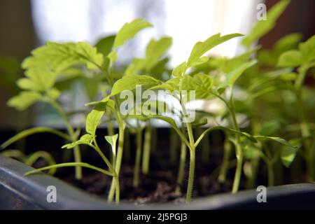 Tomatensämlinge in Kunststofftöpfen bereit zum Pflanzen. Vorbereitung auf die Transplantation im Gewächshaus. Anbau von Bio-Gemüse zu Hause. Natur, Harfen Stockfoto