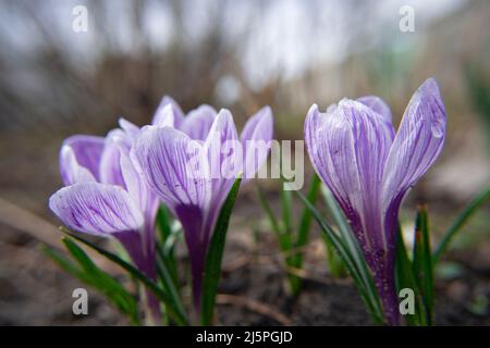 Drei violette Krokus in einem Frühlingsfeld. Blick auf blühende Blumen Krokus wachsen in einem Bio-Garten. Nahaufnahme der Frühjahrsszene. Die erstaunliche Schönheit Stockfoto