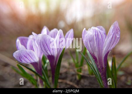 Drei violette Krokus in einem Frühlingsfeld. Blick auf blühende Blumen Krokus wachsen in einem Bio-Garten. Nahaufnahme der Frühjahrsszene. Die erstaunliche Schönheit Stockfoto