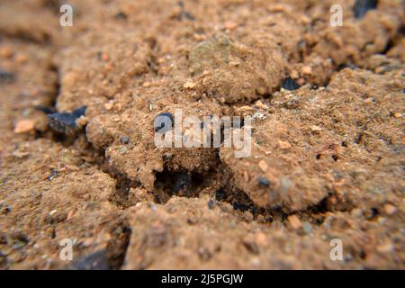 Bodenfotografie Textur Ton. West Orange Sand Nahaufnahme. Die Textur von gebrochenem braunem Boden. Roter Lehmboden auf der Natur als Hintergrund. Sandiger Boden textu Stockfoto