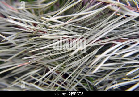 Close-up of pine needles. Beautiful natural background, texture with pine, spruce, cedar branches. Soft colors. The beauty of nature, lifestiyle Stockfoto