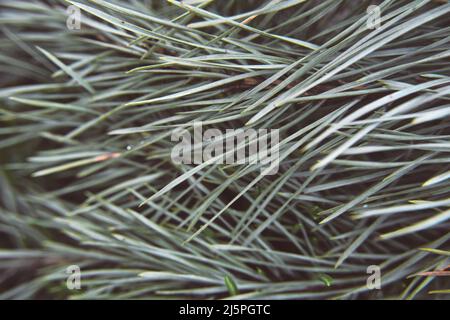 Nadeln an Kiefernästen aus nächster Nähe. Grüner Tannenzweig; natürlicher Waldhintergrund. Schöner strukturierter Hintergrund in Pastellfarben. Speicherplatz Kopieren. Stockfoto