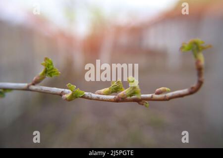 Frische neue grüne Knospen auf Ästen Apfelbaum im Frühjahr im März oder April Bauerngarten Hintergrund mit Kopierfläche in horizontalem Format. Verschwommener Rückstand Stockfoto