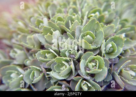 Abstrakter vegetativer Hintergrund. Mehrere Reihen kleiner Sukkulenten mit dichten Blättern wachsen dicht beieinander. Green Grass Wand Textur für Hintergrund. Stockfoto