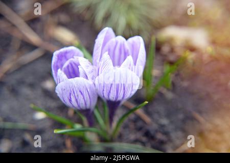 Krokusblüte am schönen Morgen mit Sonnenlicht im Wald im Frühling. Nahaufnahme der Frühlingsblumen. Zwei violette Krokusse, verschwommener Rückstand Stockfoto