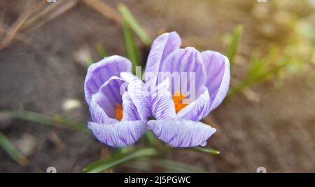 Krokusblüte am schönen Morgen mit Sonnenlicht im Wald im april. Blühende violette Krokusse, Frühlingsblume. Natürlicher Hintergrund mit blühenden V Stockfoto