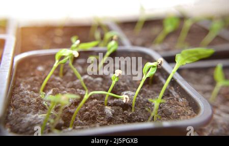 Junger frischer Sämling steht in Kunststofftöpfen. Landwirtschaft und Landwirtschaft Konzept Sämlinge wachsen. Selektiver Fokus und geringe Schärfentiefe. Stockfoto