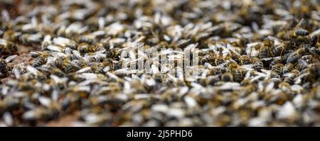 Nahaufnahme von den Arbeitsbienen auf Honigzellen Stockfoto