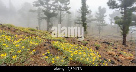 Kanarische Pinien, Naturpark Cumbre Vieja, La Palma, Kanarische Inseln, Spanien Stockfoto