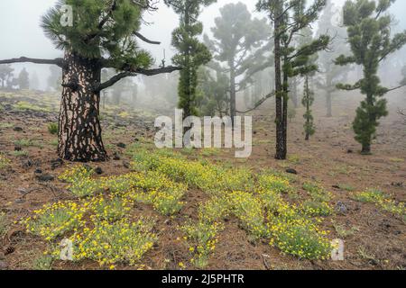 Kanarische Pinien, Naturpark Cumbre Vieja, La Palma, Kanarische Inseln, Spanien Stockfoto