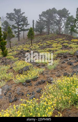 Kanarische Pinien, Naturpark Cumbre Vieja, La Palma, Kanarische Inseln, Spanien Stockfoto