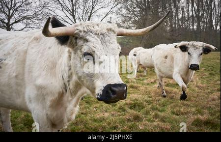 White Park Cattle Seltene Rasse aus nächster Nähe auf dem Feld Stockfoto