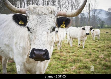 White Park Cattle Seltene Rasse aus nächster Nähe auf dem Feld Stockfoto