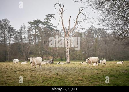 White Park Cattle Seltene Rasse im Feld Stockfoto