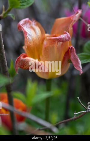 Nahaufnahme einer geöffneten, fast fertigen Tulpe in Orange-, Rosa- und Gelbtönen in einem Garten im Frühjahr. Enge Schärfentiefe Stockfoto