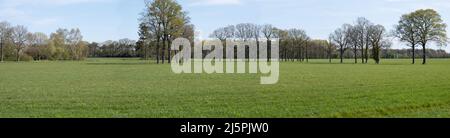 Typisch holländische flache Landschaft mit grüner Wiese, einer Baumreihe am Horizont mit einem Bauernhof auf der linken Seite und blauem Himmel im Frühling. Breitbild Stockfoto