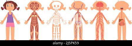 Cartoon Mädchen Anatomie. Kind Herz, Verdauungs-und Nervensystem. Skelett auf Mietsalat, medizinisches Poster für Kinder. Kleine Baby Biologie anständigen Vektor Stock Vektor