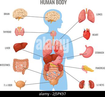 Innere Organe des menschlichen Körpers. Flaches Poster für innere Organe, Bannervorlage für Biologie Medizin. Wissenschaft Anatomie, medizinische Ausbildung Karte. Herz, Gehirn, Lunge Stock Vektor