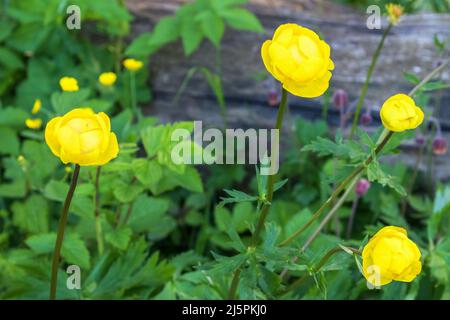 Blühende Globeflowers auf einer Sommerwiese Stockfoto