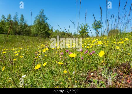 Hawkbit blüht auf einer Wiese in der sommerlichen Landschaft Stockfoto