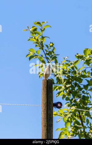 Whinchat Vogel auf einem Holzmast mit einem elektrischen Zaun Stockfoto