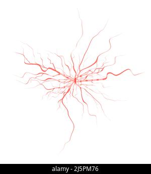 3D realistisches Symbol. Menschliche rote Gefäße, Blutkreislauf. Vene, Gefäße und Kappilare. Stock Vektor