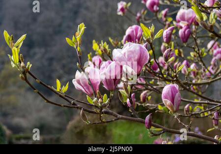 Die rosa Magnolie blüht im frühen Frühjahr Stockfoto