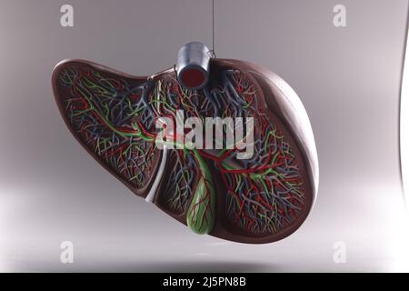 Visuelles plastisches anatomisches Modell der menschlichen Leber Stockfoto