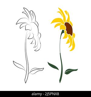 Satz von zwei offenen Heliopsis-Blüten-Vektor-Illustration isoliert auf weißem Hintergrund. Vektor Skizze Stil Draufsicht Handzeichnung von wild, Heliopsis, fals Stock Vektor
