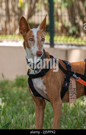 Der Ibizan Podenco ist ein liebevoller und loyaler Hund. Ausgezeichneter Begleiter und Wächter Stockfoto