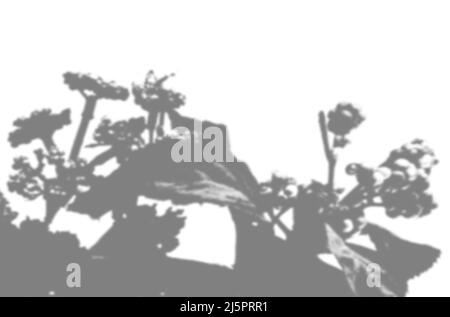 Sommerhintergrund mit violetten Blütenschatten an einer weißen Wand. Weiß und Schwarz für Foto oder Mockup. Stockfoto