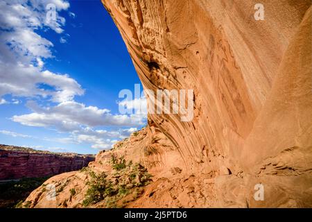 Das Snake man Pictograph Panel befindet sich hoch auf einer Sandsteinwand im Seven Mile Canyon in der Nähe von Moab, Utah. Die Gemälde wurden im Barrier Canyo gemacht Stockfoto
