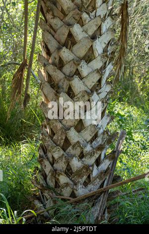 Blattnarben, genannt Bootjacks, auf den Stämmen von Sabal Palms, Sabal mexicana, im Sabal Palm Sanctuary, Brownsville, Texas. Stockfoto