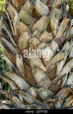 Blattnarben, genannt Bootjacks, auf den Stämmen von Sabal Palms, Sabal mexicana, im Sabal Palm Sanctuary, Brownsville, Texas. Stockfoto