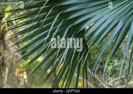 Detail eines Sabal Palmblattes, Sabal mexicana, im Sabal Palm Sanctuary in der Nähe von Brownsville, Texas. Stockfoto