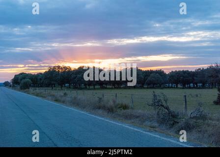 Sonnenuntergang in Dehesa de Extremadura neben der Straße mit Eichen und orangefarbenem Himmel Stockfoto