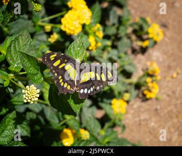 Ein malachitischer Schmetterling (Siproeta stelenes) steht auf einem Strauch. Stockfoto