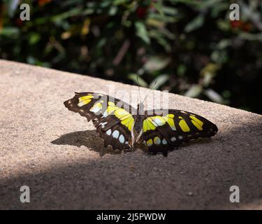Ein malachitischer Schmetterling (Siproeta stelenes) sonnen sich an einer Wand. Stockfoto