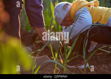 Großmutter und Enkel Pflanzen bei Sonnenuntergang Zwiebeln im Gemüsegarten. Federarbeiten. Hochwertige Fotos Stockfoto