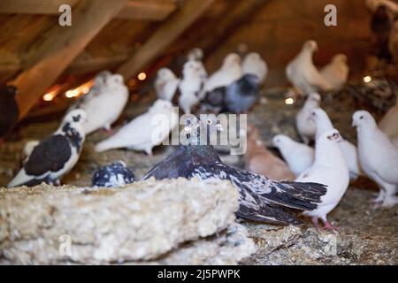 Züchten reinrassige Tauben auf dem privaten Hof. Warmes Haus für Vögel. Hobby für die Seele. Fleisch diäteten. Naturecore ländliche Pastoralleben Konzept Copy space. Hochwertige Fotos Stockfoto