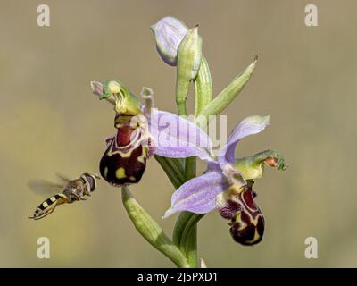 Bee Orchid, Ophrys apifera, Blume, die von einer Hoverfly Norfolk besucht wird, Juni Stockfoto