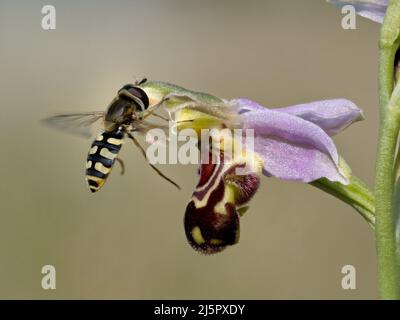 Bee Orchid, Ophrys apifera, Blume, die von einer Hoverfly Norfolk besucht wird, Juni Stockfoto